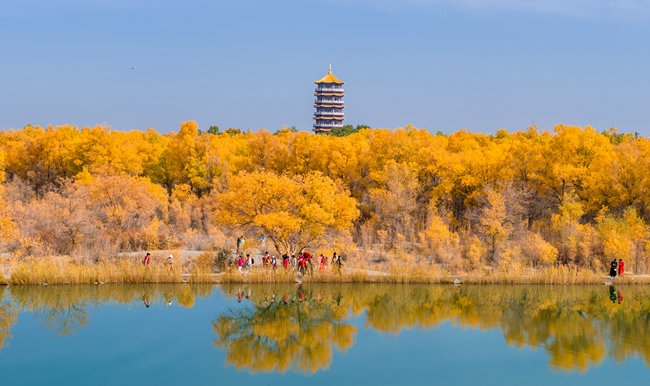 胡楊林金碧耀眼。蘭州局集團(tuán)公司融媒體中心供圖