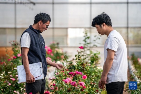 在云南省安寧市現(xiàn)代農(nóng)業(yè)園區(qū)玫瑰種植示范園，技術(shù)員田連通（左）在和同事交流（10月20日攝）。