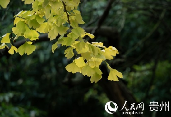 觀山湖公園秋意漸濃。人民網(wǎng) 陽茜攝