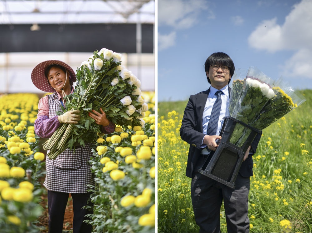 這張拼版照片中，左圖為2023年3月22日在中國(guó)云南省開遠(yuǎn)市，花農(nóng)李蘭英在采摘鮮花；右圖為2023年4月3日在日本埼玉縣三鄉(xiāng)市，經(jīng)營(yíng)花卉公司的小西武為訂貨的花店送花。中國(guó)云南有著亞洲最大的鮮切花交易市場(chǎng)，一年可以賣出110億枝鮮切花。春季云南大量鮮花進(jìn)入盛花期，各類鮮花通過冷鏈物流陸續(xù)進(jìn)入日本市場(chǎng)，成為當(dāng)?shù)厝松畹拿利慄c(diǎn)綴。