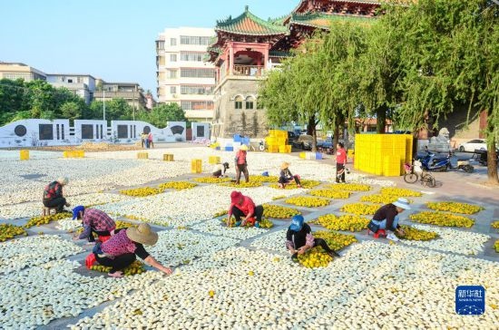 11月25日，在廣東省江門市新會(huì)區(qū)一處空地，人們對(duì)新會(huì)柑皮進(jìn)行翻皮晾曬。