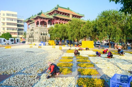 11月25日，在廣東省江門市新會(huì)區(qū)一處空地，人們對(duì)新會(huì)柑皮進(jìn)行翻皮晾曬。