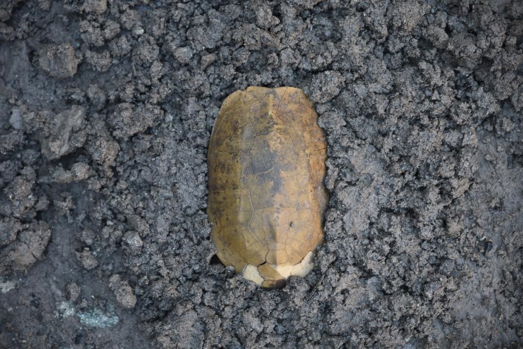 汶溪遺址出土的河姆渡文化早期完整龜甲。寧波市文化遺產(chǎn)管理研究院供圖
