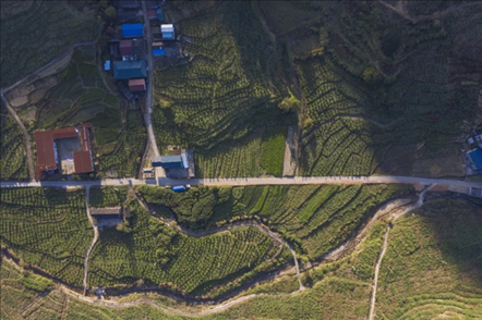 漠源鄉(xiāng)西柚基地。將樂縣農業(yè)農村局供圖