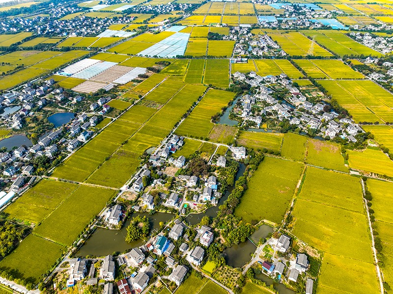2023年10月22日，浙江海寧市黃灣鎮(zhèn)，金秋時節(jié)，金黃色的稻田與美麗鄉(xiāng)村構成一幅寧靜祥和的畫卷。