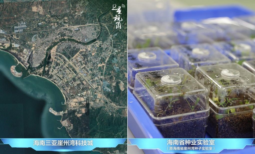位于三亞崖州灣科技城的海南省種業(yè)實驗室（原海南省崖州灣種子實驗室）將形成輻射全國和“一帶一路”沿線國家的種子科學技術創(chuàng)新中心。