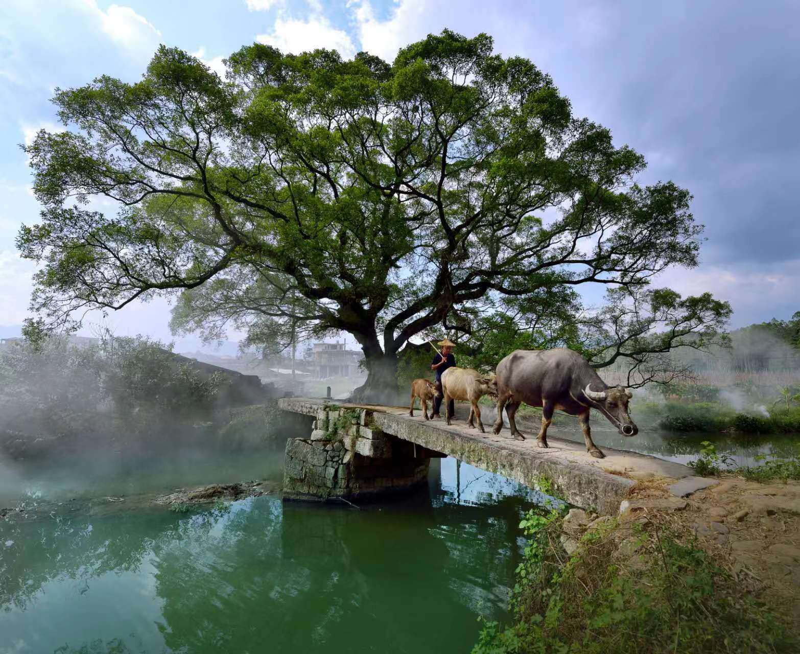 鹿鳴橋。(鄭紀(jì)人物處配圖) 張穎 攝