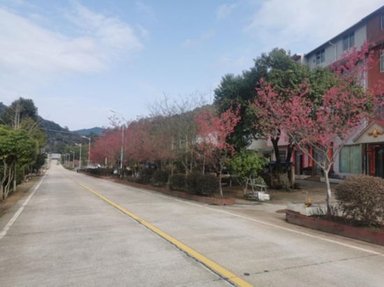 道路兩旁的山櫻花。將樂縣農(nóng)業(yè)農(nóng)村局供圖