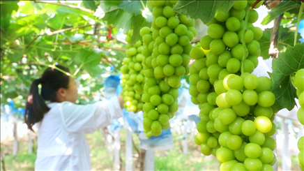 小屯村葡萄園里的陽(yáng)光玫瑰葡萄。肖俊楠攝