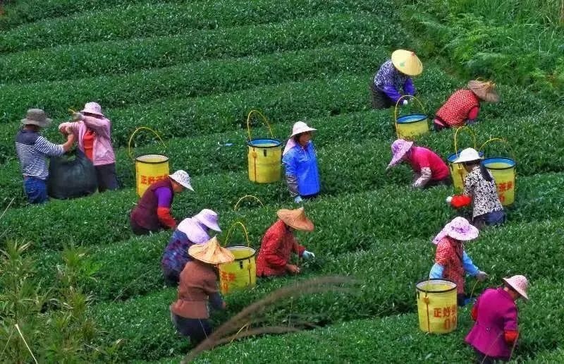 △軍營村茶農(nóng)在茶園采茶。