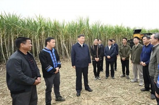 2023年12月14日，習近平總書記在廣西來賓市國家現(xiàn)代農(nóng)業(yè)產(chǎn)業(yè)園黃安優(yōu)質(zhì)“雙高”糖料蔗基地考察。
