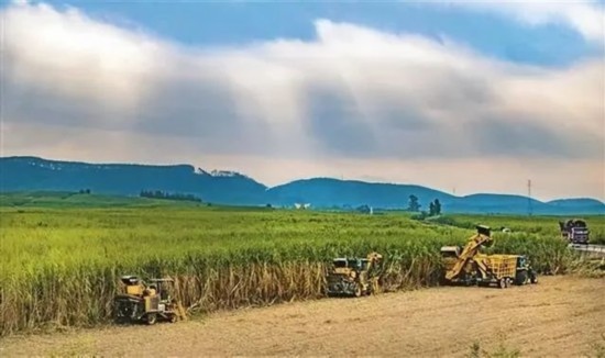 廣西來賓市興賓區(qū)鳳凰鎮(zhèn)黃安村“雙高”糖料蔗基地里，收割機手正在機械化砍收糖蔗。