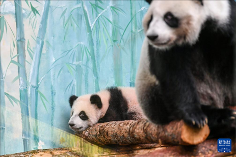 這是3月8日在俄羅斯莫斯科動物園拍攝的大熊貓“喀秋莎”（左）和媽媽“丁丁”。新華社記者 曹陽 攝