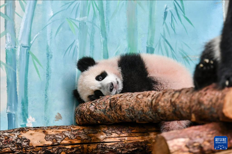這是3月8日在俄羅斯莫斯科動物園拍攝的大熊貓“喀秋莎”。新華社記者 曹陽 攝