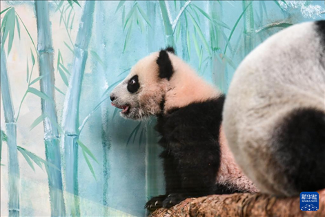 這是3月8日在俄羅斯莫斯科動物園拍攝的大熊貓“喀秋莎”。新華社記者 曹陽 攝
