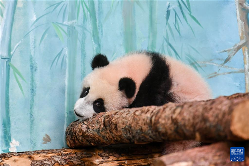 這是3月8日在俄羅斯莫斯科動物園拍攝的大熊貓“喀秋莎”。新華社記者 曹陽 攝