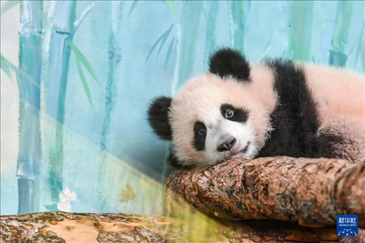 這是3月8日在俄羅斯莫斯科動物園拍攝的大熊貓“喀秋莎”。新華社記者 曹陽 攝