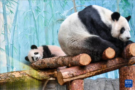 這是3月8日在俄羅斯莫斯科動物園拍攝的大熊貓“喀秋莎”（左）和媽媽“丁丁”。新華社記者 曹陽 攝