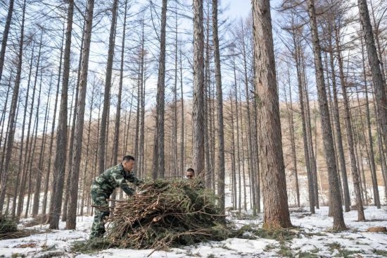 3月14日，在伊春森工集團(tuán)美溪林業(yè)局公司一處森林可持續(xù)經(jīng)營(yíng)試點(diǎn)樣地，工作人員在整理林下剩余物。新華社記者 謝劍飛 攝