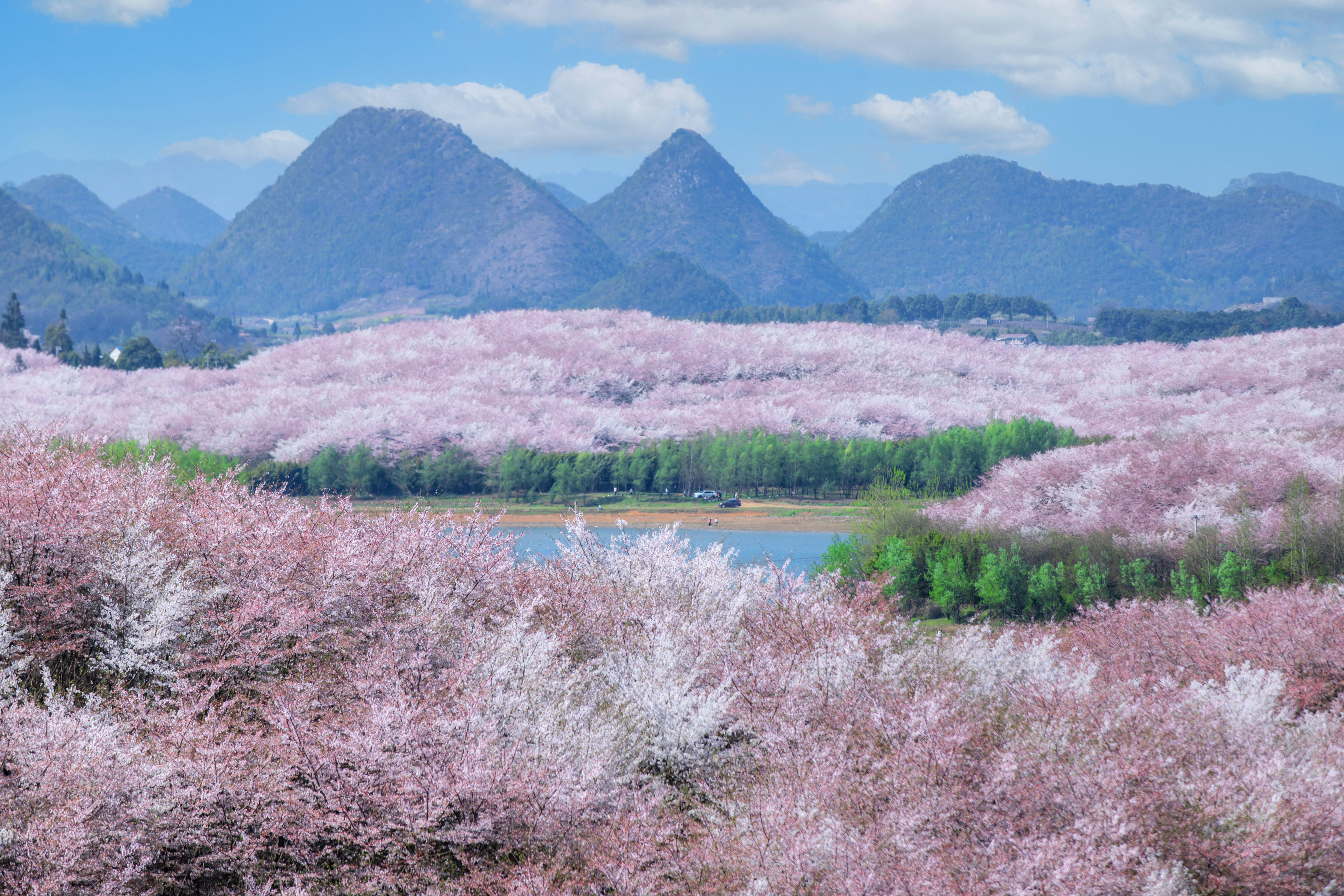 貴安櫻花園內(nèi)萬畝櫻花盛放。楊明亮 攝