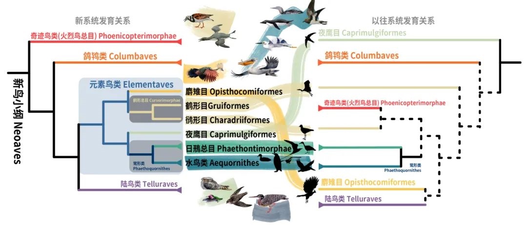 新鳥小綱主要類群的分類變動。浙江大學(xué)供圖