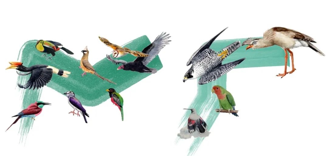 陸鳥類。浙江大學(xué)供圖