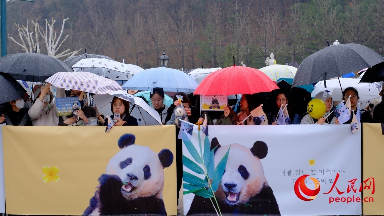 粉絲們在雨中為“福寶”送行。 人民網 李帆攝