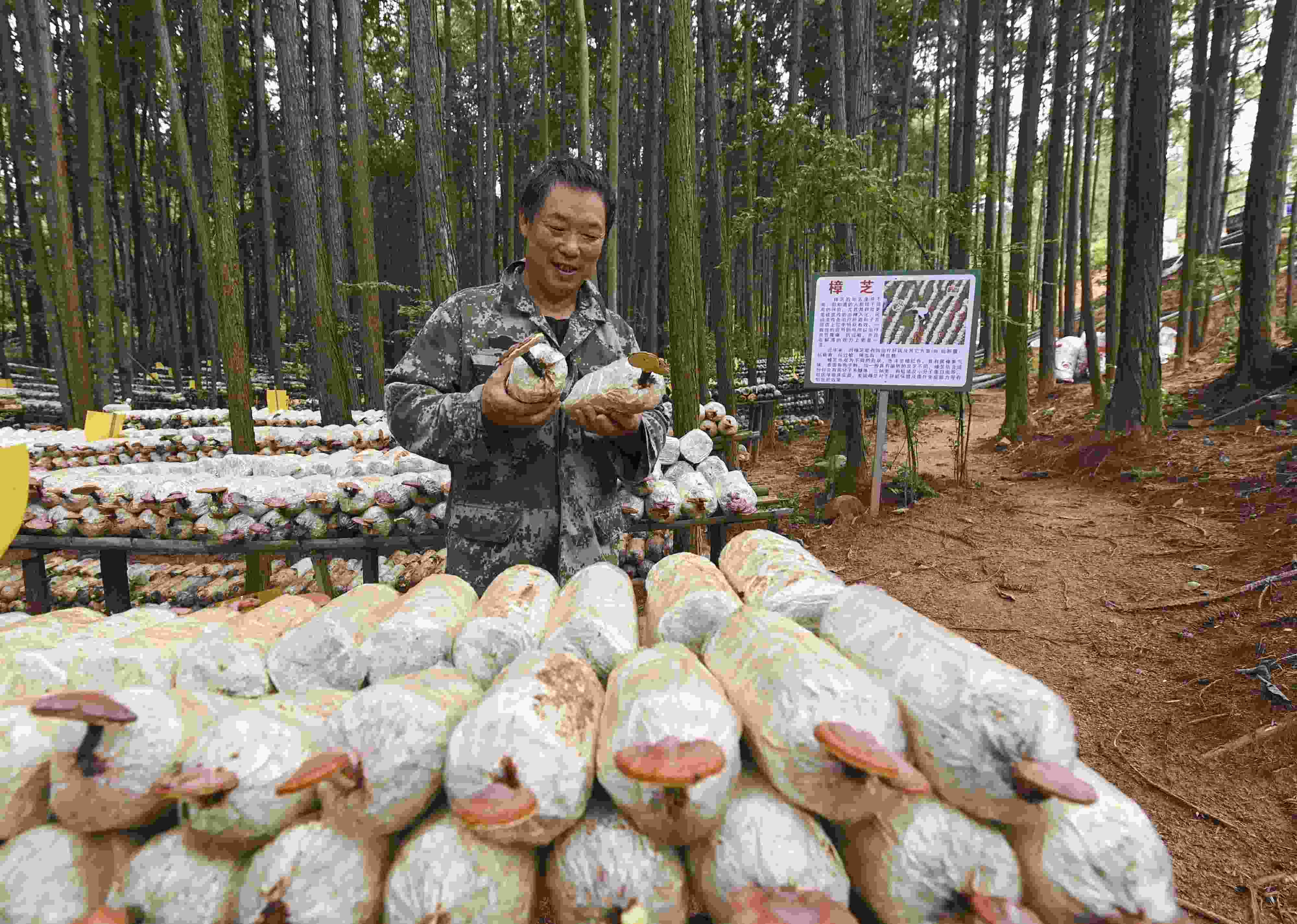 2023年9月21日，江西省撫州市，廣昌縣旴江生態(tài)公益林場，種植戶正在查看樟芝等食用菌的生長情況。