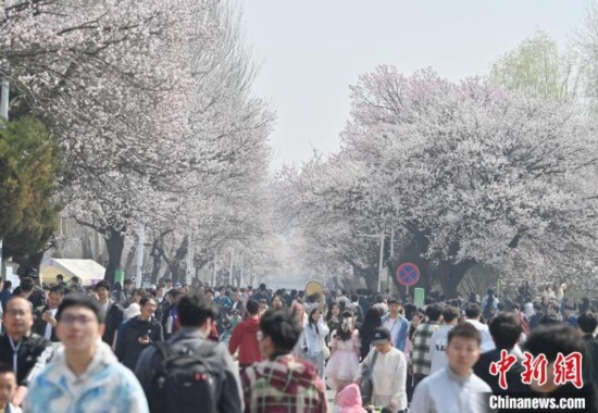 4月21日，大量游客來到吉林大學南嶺校區(qū)賞花。張瑤 攝