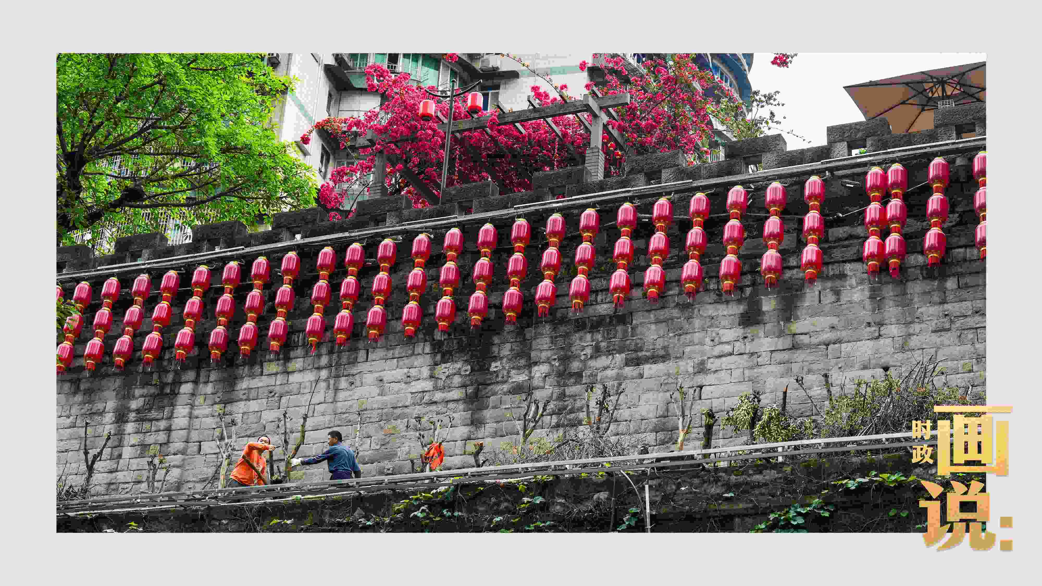 △盛放的三角梅下，園林工人修剪著古老通遠(yuǎn)門(mén)城墻上的一抹新綠。