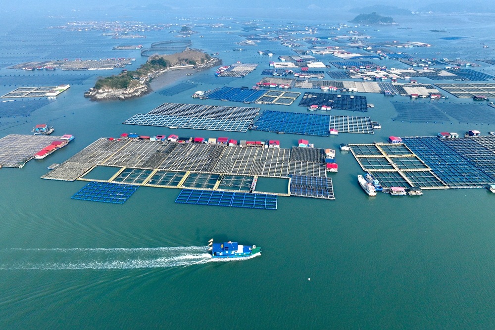 這是2024年1月11日拍攝的福建省寧德市霞浦縣海上養(yǎng)殖區(qū)（無人機照片）。新華社記者 姜克紅 攝