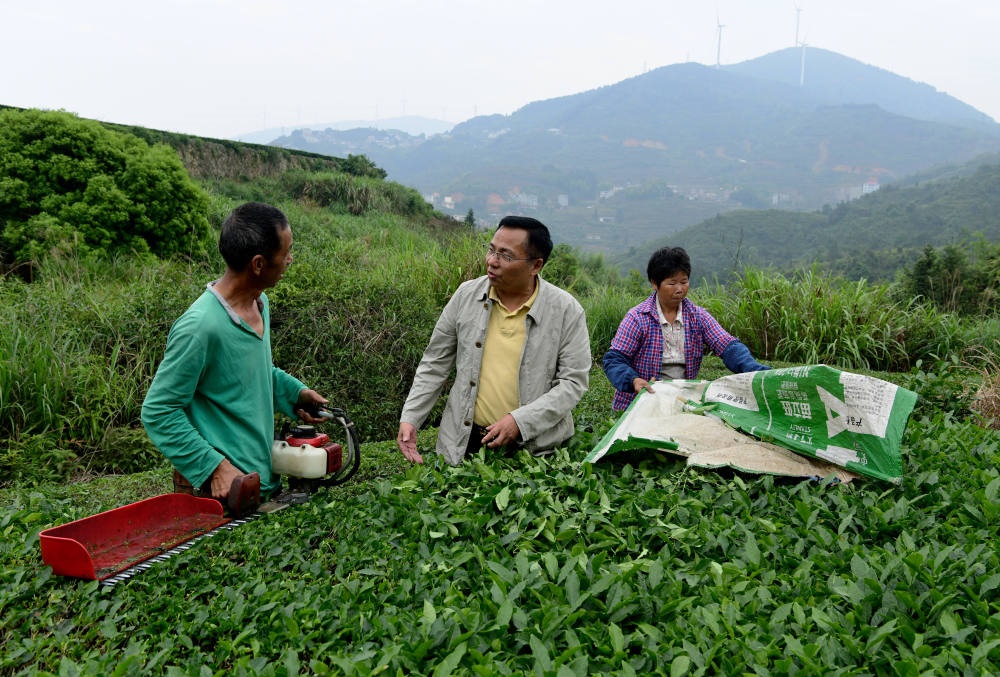 2024年5月9日，在福建省安溪縣西坪鎮(zhèn)珠洋村，科技特派員（中）在指導茶農(nóng)使用機器科學化采收茶葉。新華社記者 魏培全 攝