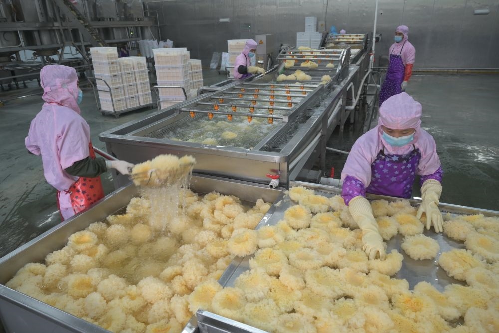 2024年5月10日，在福建省寧德市古田縣，一家食品公司的工作人員在挑選清洗銀耳。新華社記者 林善傳 攝