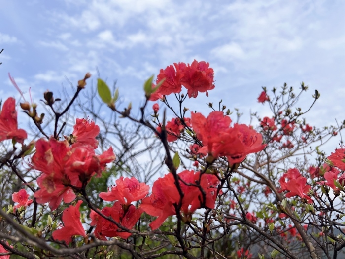 陽明山的杜鵑花。人民網(wǎng) 高清揚攝