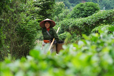 2024年4月24日，湖南省衡陽市耒陽市龍?zhí)伶?zhèn)江頭貢茶葉種植專業(yè)合作社，村民在茶山采摘茶葉，實現(xiàn)了家門口就業(yè)。