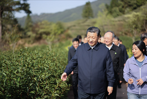 2021年3月22日下午，習(xí)近平在福建省南平市武夷山市星村鎮(zhèn)燕子窠生態(tài)茶園，察看春茶長勢，了解當(dāng)?shù)夭璁a(chǎn)業(yè)發(fā)展情況。