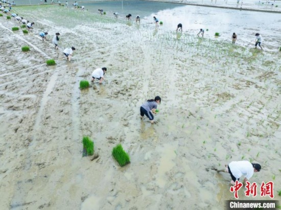 圖為5月21日，航拍綏陽縣旺草中學(xué)學(xué)生在旺草萬畝大壩體驗插秧。唐哲 攝