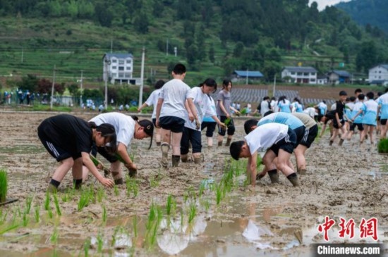 圖為5月21日，綏陽縣旺草中學(xué)學(xué)生在旺草萬畝大壩體驗插秧。唐哲 攝