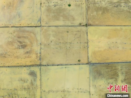 圖為5月21日，航拍綏陽縣旺草中學(xué)學(xué)生在旺草萬畝大壩體驗插秧。唐哲 攝
