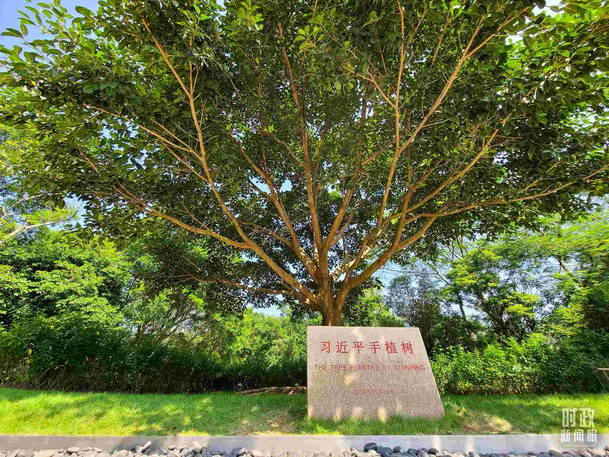 習(xí)近平2012年在深圳蓮花山公園種下的高山榕樹已枝繁葉茂。（總臺央視記者趙化拍攝）