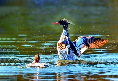 豐林國(guó)家級(jí)自然保護(hù)區(qū)內(nèi)的中華秋沙鴨 圖為龍江森工集團(tuán)融媒體中心提供。