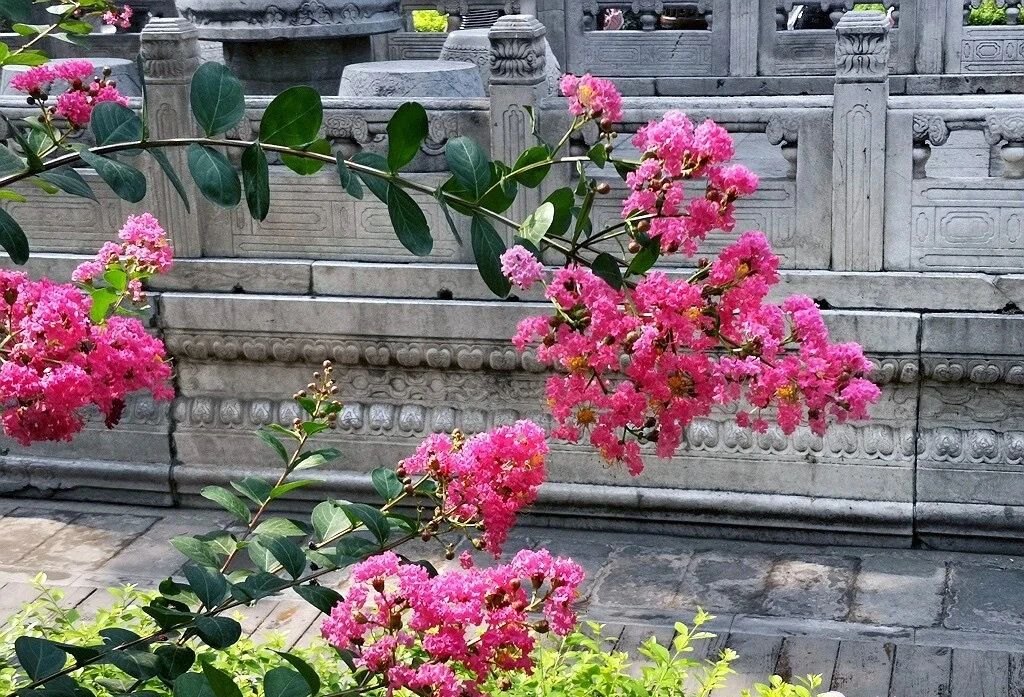 夏天的故宮一角。故宮博物院供圖
