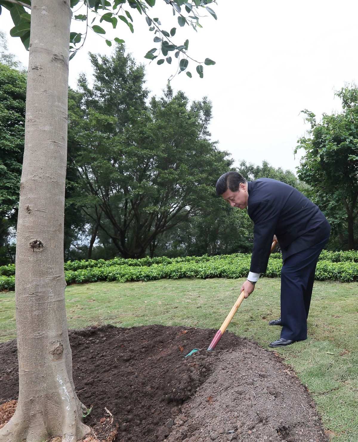 2012年12月8日，習(xí)近平在深圳蓮花山公園種下一棵高山榕樹。
