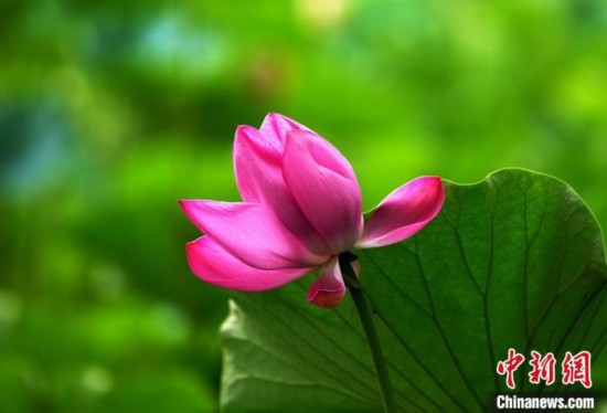 6月19日，時值一年畢業(yè)季，四川大學望江校區(qū)荷花池里的荷花盛開，成為了畢業(yè)生們的打卡圣地，吸引了眾多畢業(yè)生拍照留念。圖為盛開的荷花。中新社記者 安源 攝