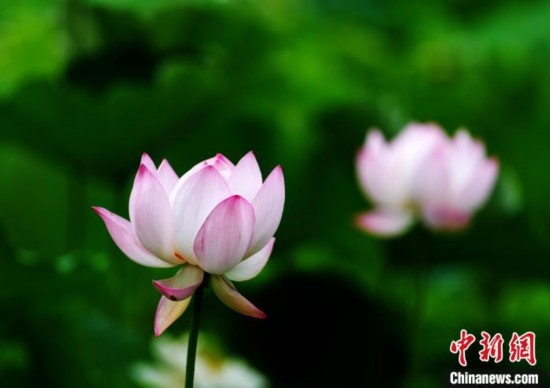 6月19日，時值一年畢業(yè)季，四川大學望江校區(qū)荷花池里的荷花盛開，成為了畢業(yè)生們的打卡圣地，吸引了眾多畢業(yè)生拍照留念。圖為盛開的荷花。中新社記者 安源 攝