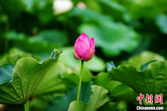 6月19日，時值一年畢業(yè)季，四川大學望江校區(qū)荷花池里的荷花盛開，成為了畢業(yè)生們的打卡圣地，吸引了眾多畢業(yè)生拍照留念。圖為含苞待放的荷花。中新社記者 安源 攝