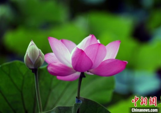 6月19日，時值一年畢業(yè)季，四川大學望江校區(qū)荷花池里的荷花盛開，成為了畢業(yè)生們的打卡圣地，吸引了眾多畢業(yè)生拍照留念。圖為盛開的荷花。中新社記者 安源 攝