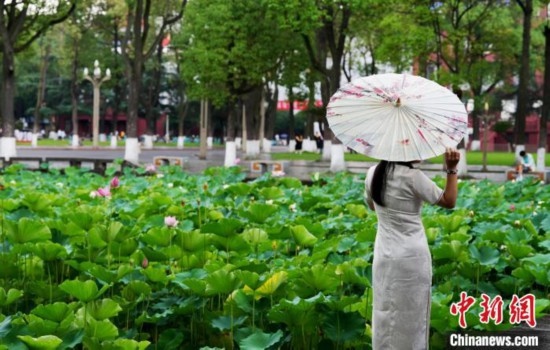6月19日，時值一年畢業(yè)季，四川大學望江校區(qū)荷花池里的荷花盛開，成為了畢業(yè)生們的打卡圣地，吸引了眾多畢業(yè)生拍照留念。圖為畢業(yè)生在荷花池邊拍照留念。中新社記者 安源 攝