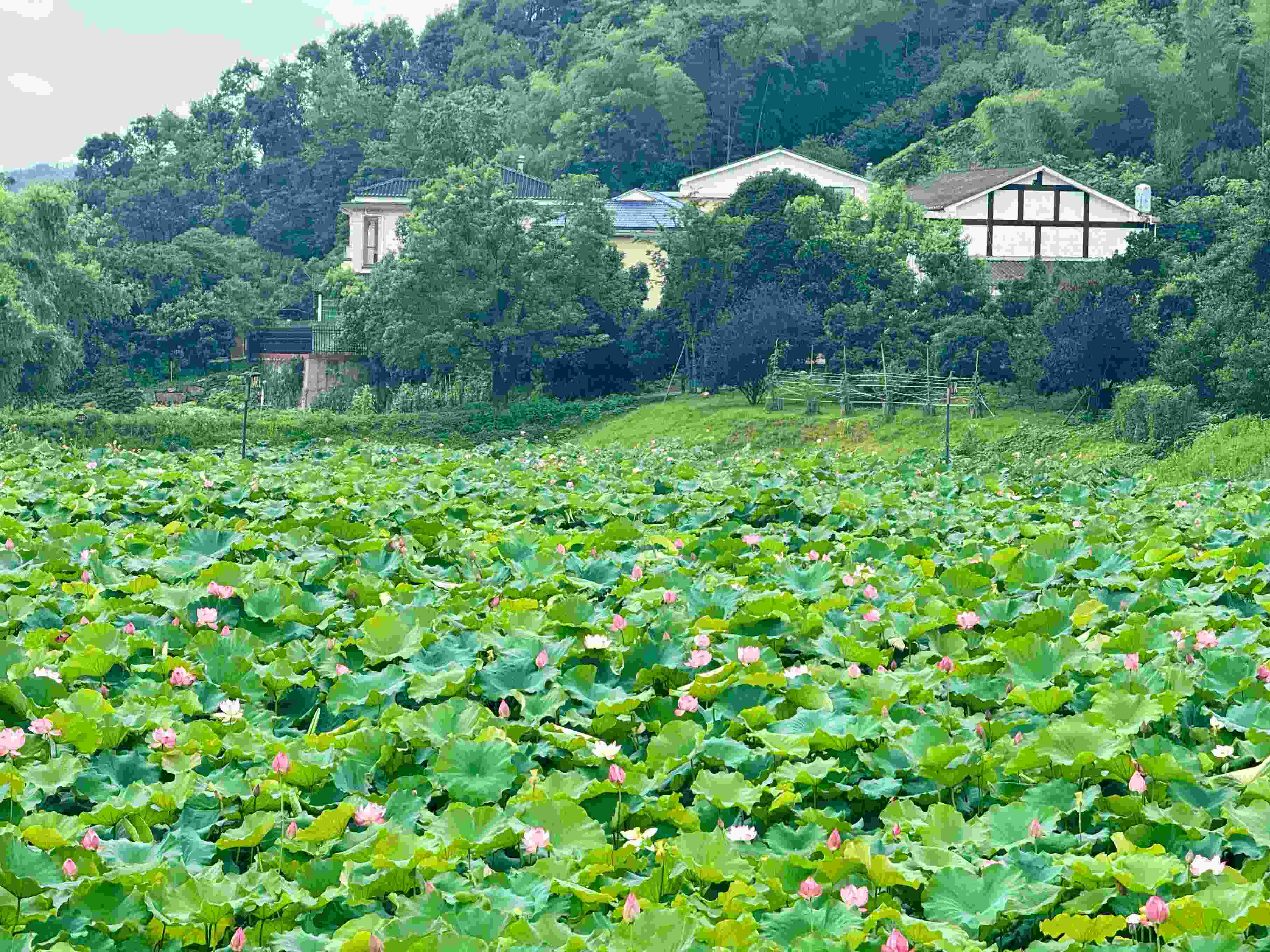 在湖南省益陽市清溪村，滿池荷花競相綻放。人民網(wǎng)記者 劉微攝