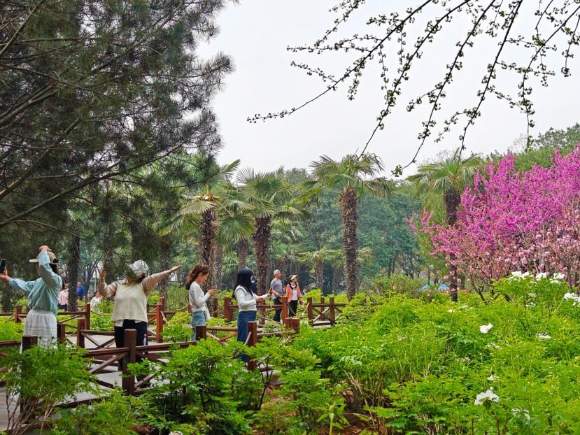 在河南省洛陽市中國國花園，游客漫步花海、自拍留念。人民網(wǎng) 王雅蝶攝